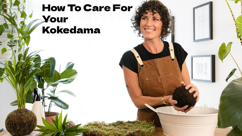 How To Care For Your Kokedama